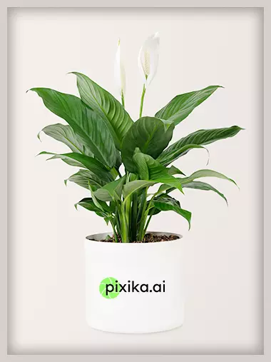 Pixika.ai product image!