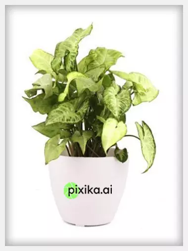 Pixika.ai product image!